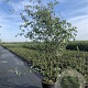 Amelanchier lamarckii 150-175 cm cont. 70L