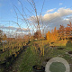 Amelanchier lamarckii 150-175 cm cont. 70L