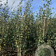 Betula utilis 'Doorenbos' 250-300 cm draadkluit 3 stam