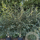 Betula utilis 'Doorenbos' 350-400 cm cont. 110L