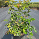 Mahonia aquifolium 20-25 cm 4,0L