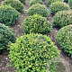 Taxus baccata 80-90 cm draadkluit platte bol