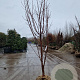 Acer griseum 250-300 cm draadkluit