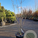 Cornus florida 125-150 cm 35L