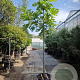 Ficus carica 180 cm stam container 10-12 hoge lei