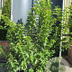Acer tataricum ginnala 150-200 cm 20L