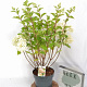 Hydrangea pan. 'Silver Dollar' 40-60 cm 5,0L