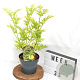 Sambucus nigra Golden Tower 40-60 cm 3,0L