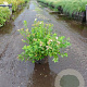 Spiraea jap. 'Little Princess' 25-30 cm 3,0L