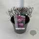 Spiraea jap. 'Little Princess' 25-30 cm 3,0L