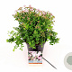 Spiraea jap. 'Little Princess' 25-30 cm 3,0L