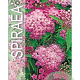 Spiraea jap. 'Little Princess' 25-30 cm 3,0L