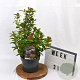 Viburnum tin. Spirit 40-60 cm 3,0L