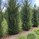 Taxus baccata 200-225 cm draadkluit