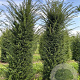 Taxus baccata 200-225 cm draadkluit