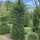 Taxus baccata 200-225 cm draadkluit