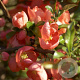 Chaenomeles sup. 'Salmon Horizon' 25-30 cm 3,0L