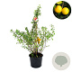 Chaenomeles japonica 50-60 cm 7,5L