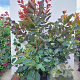 Cotinus 'Grace' 100-125 cm 7,5L