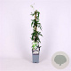 Jasminum polyanthum 70 cm 2,0L