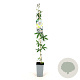 Passiflora caerulea 80-100 cm 2,5L