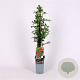 Pyracantha 'Orange Glow' 70 cm 2,0L