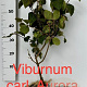 Viburnum carlesii 'Aurora' 50-60 cm met kluit