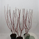Cornus alba 'Sibirica' 100-125 cm 7,5L