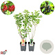 Ribes r. 'Jonkheer van Tets' 60-80 cm 5,0L 3-5 tak