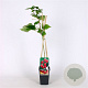 Rubus idaeus 'Héritage' 70 cm 2,0L