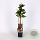 Rubus 'Tayberry' 70 cm 2,0L
