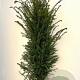 Taxus baccata 140-160 cm met kluit