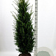 Taxus baccata 140-160 cm met kluit