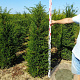 Taxus baccata 140-160 cm met kluit