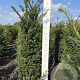 Taxus baccata 140-160 cm met kluit