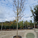 Acer monspessulanum 180 cm stam container 30-35