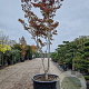 Acer pal. 'Bloodgood' 450-500 cm container meerstammig
