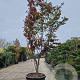 Acer pal. 'Bloodgood' 450-500 cm container meerstammig