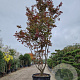 Acer pal. 'Bloodgood' 450-500 cm container meerstammig