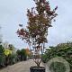 Acer pal. 'Bloodgood' 450-500 cm container meerstammig