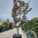 Acer pal. 'Bloodgood' 450-500 cm container meerstammig