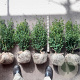 Buxus sempervirens 40-50 cm met kluit