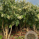 Heptacodium miconioides 175-200 cm draadkluit meerstammig solitair