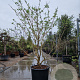 Heptacodium miconioides 200-250 cm draadkluit meerstammig