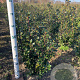Ilex meserv. 'Blue Prince' 40-60 cm met kluit