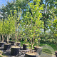 Magnolia brookl. 'Yellow Bird' 250-300 cm cont. 110L meerstammig