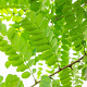 Robinia pseudoacacia 20-25 HO draadkluit