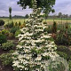 Viburnum plic. Kilimandjaro Sunrise 175-200 cm draadkluit struik