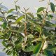 Elaeagnus ebbingei 50-60 cm met kluit
