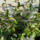 Elaeagnus ebbingei 60-80 cm met kluit
